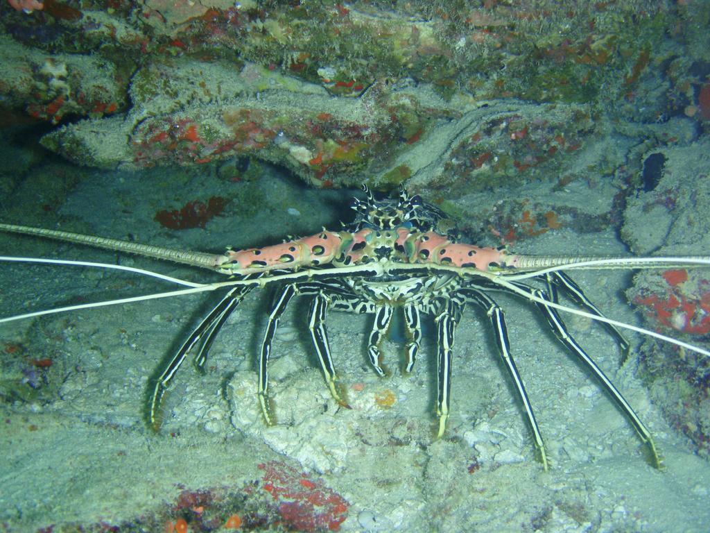 Shamar Guesthouse & Dive Maamigili Eksteriør bilde