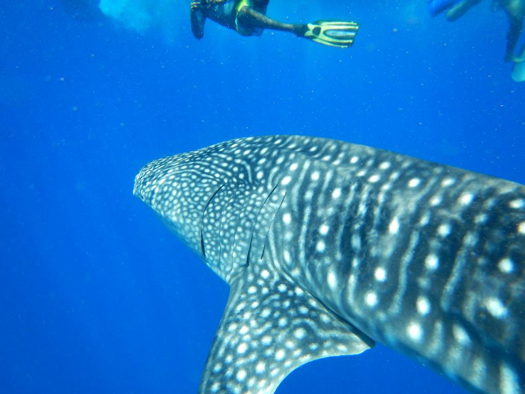 Shamar Guesthouse & Dive Maamigili Eksteriør bilde