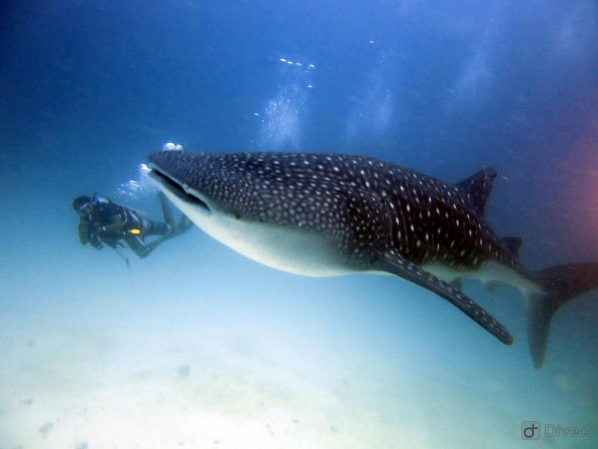 Shamar Guesthouse & Dive Maamigili Eksteriør bilde